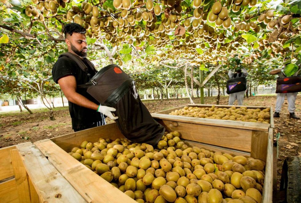 Need Kiwi Picking & Packing Workers The Manpower